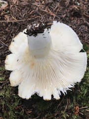 Lactifluus deceptivus