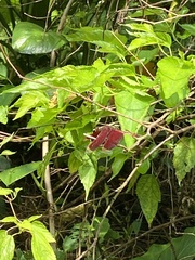 Neurothemis taiwanensis
