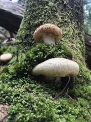 Lactifluus deceptivus
