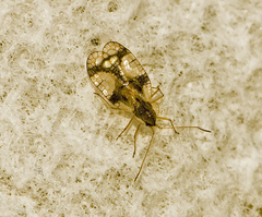 Stephanitis pyrioides