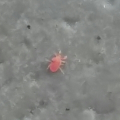 Trombidiformes