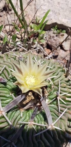 Stenocactus phyllacanthus