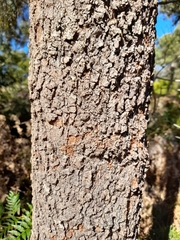 Allocasuarina littoralis