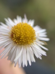 Erigeron pubescens