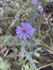 Symphyotrichum oolentangiense