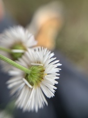 Erigeron pubescens