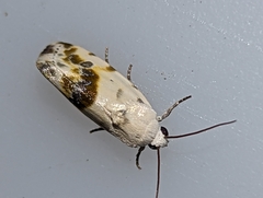 Ponometia candefacta