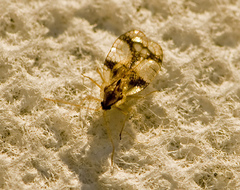 Stephanitis pyrioides