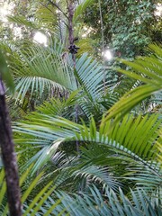 Bactris
