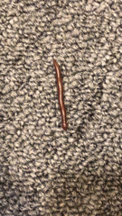 Trigoniulus corallinus