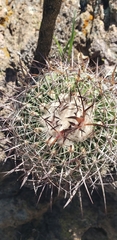Echinofossulocactus wippermannii