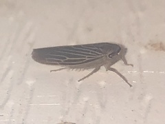 Chlorotettix necopinus