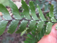 Adiantum fulvum