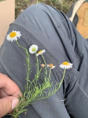 Erigeron pubescens