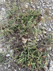 Lappula occidentalis