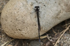Argia vivida