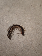 Hemiscolopendra marginata