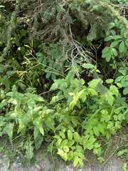 Osmorhiza occidentalis