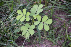 Senna obtusifolia
