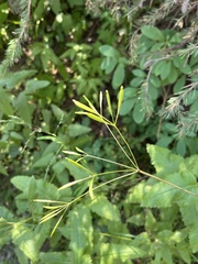 Osmorhiza occidentalis