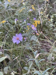 Symphyotrichum oolentangiense