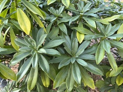 Daphne laureola