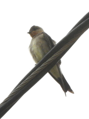 Stelgidopteryx ruficollis