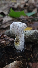 Hypomyces chrysospermus