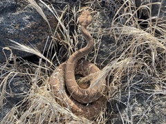 Crotalus ruber