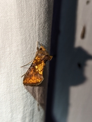 Argyrogramma verruca