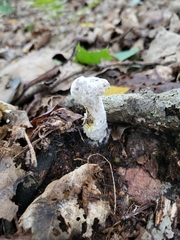 Hypomyces chrysospermus