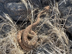 Crotalus ruber