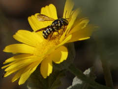 Dianthidium