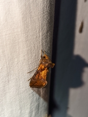 Argyrogramma verruca
