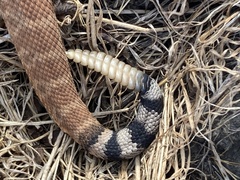 Crotalus ruber