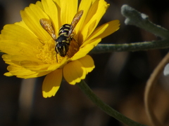 Dianthidium