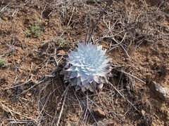 Dudleya brittonii