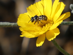 Dianthidium