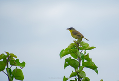Geothlypis poliocephala