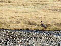 Ciconia nigra