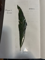 Artemisia douglasiana