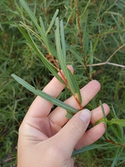 Salix exigua