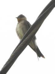 Stelgidopteryx ruficollis