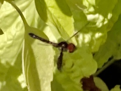 Ocyptamus fuscipennis