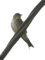 Stelgidopteryx ruficollis