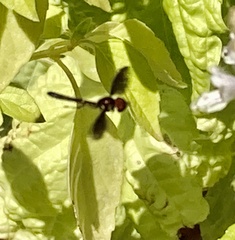 Ocyptamus fuscipennis