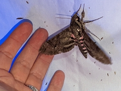 Agrius cingulata