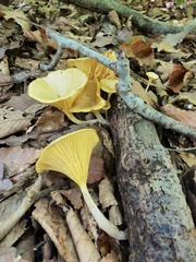 Gerronema strombodes