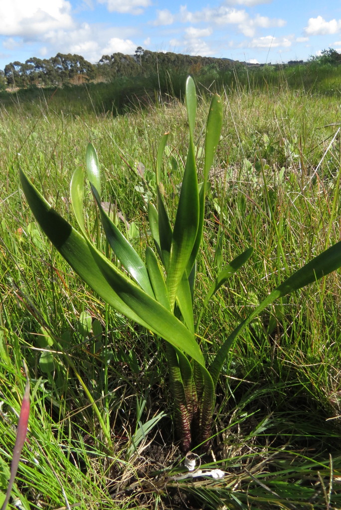 Haemanthus pumilio, Western Cape, ZA