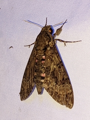 Agrius cingulata